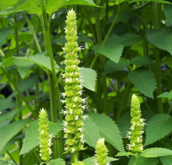 Agastache nepetoïdes / Reuzendropplant