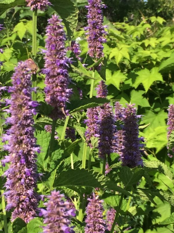 Agastache foeniculum / Dropplant