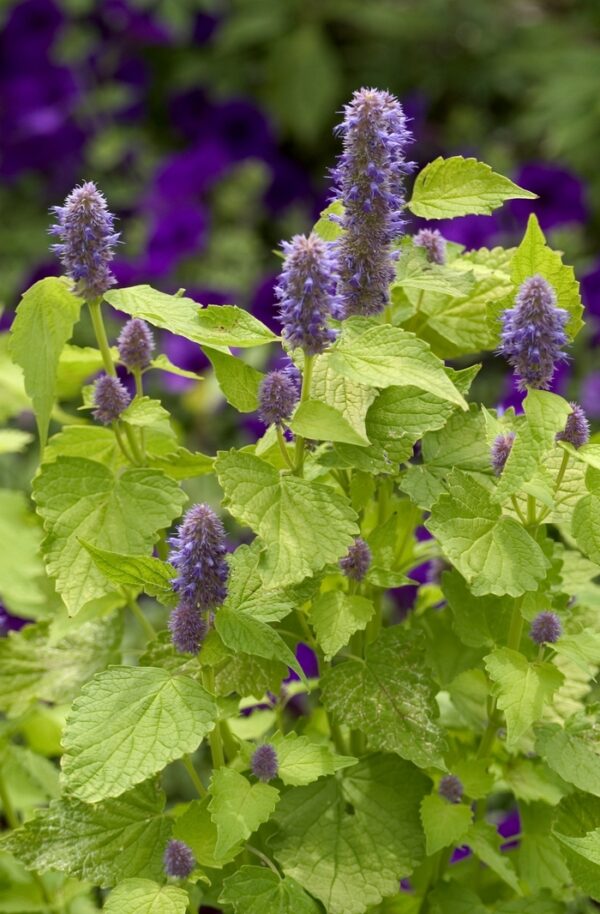 Agastache rugosa / Dropplant ' Golden Jubilee '
