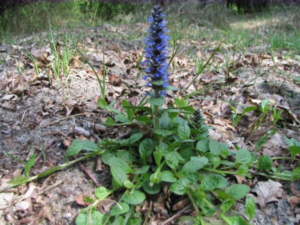 Ajuga reptans / Kruipend zennegroen