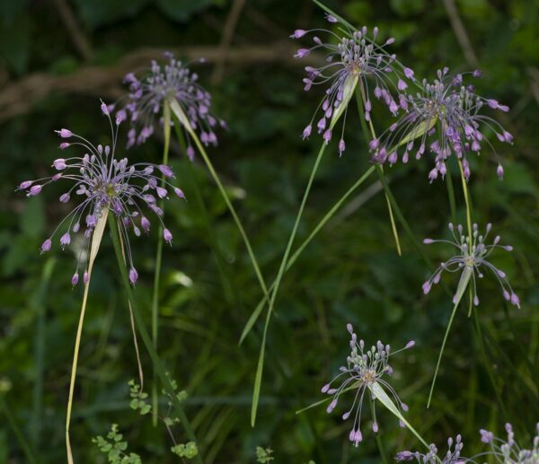 Allium carinatum ssp. pulchellum / Berglook