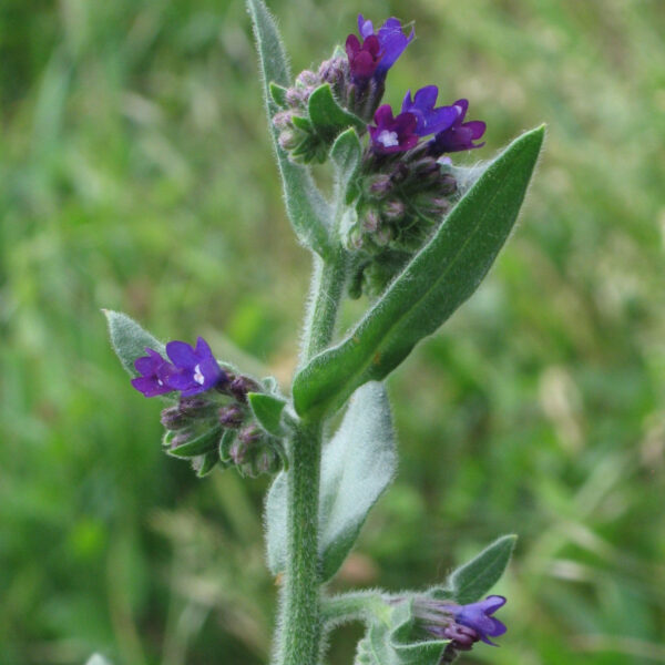 Anchusa officinalis / Gewone ossentong