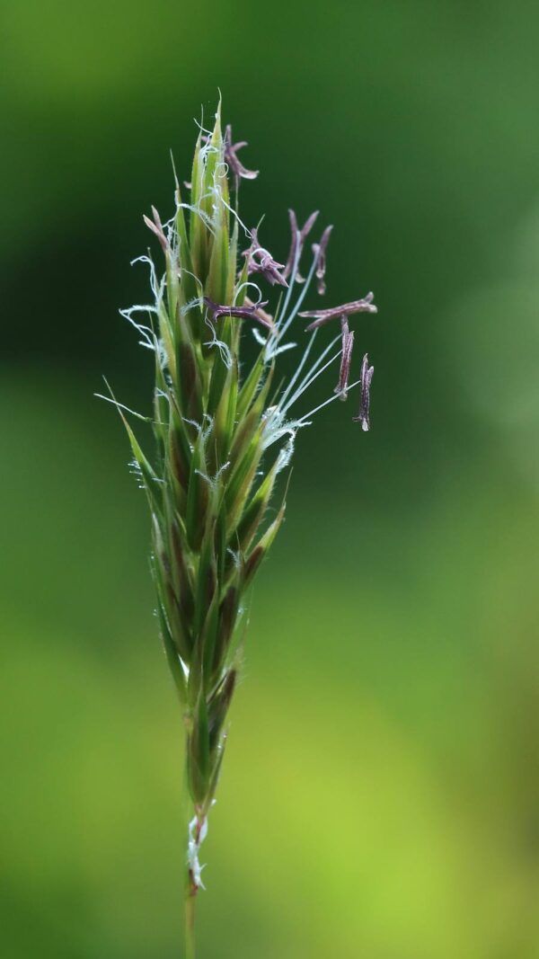 Anthoxanthum odoratum - Gewoon Reukgras