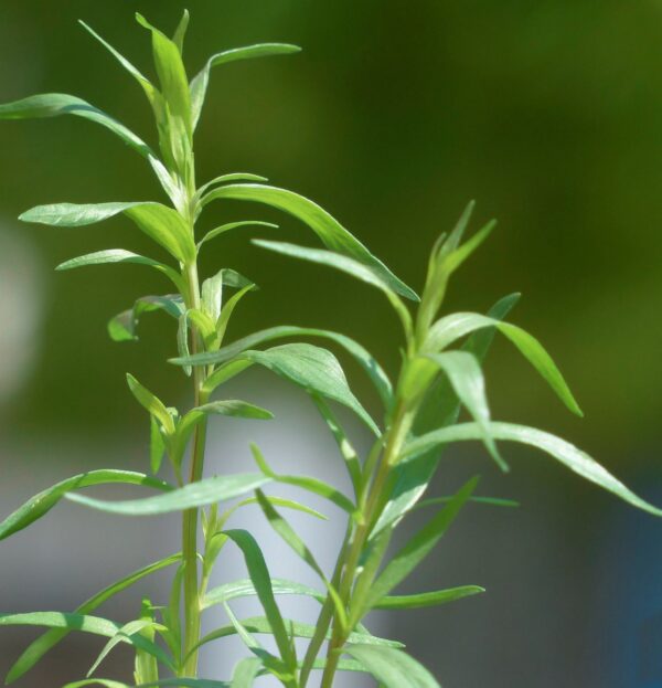 Artemisia dracunculus / Franse dragon