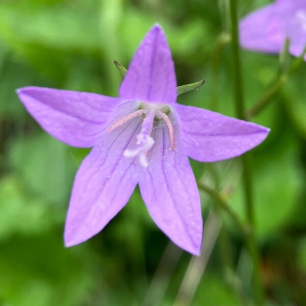 Campanula patula / Weideklokje