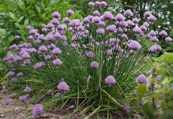 Allium schoenoprasum / Bieslook