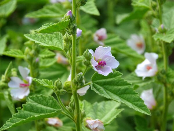 Althaea officinalis - Echte heemst