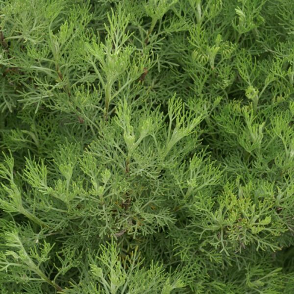 Artemisia abrotanum 'Cola' / Colakruid