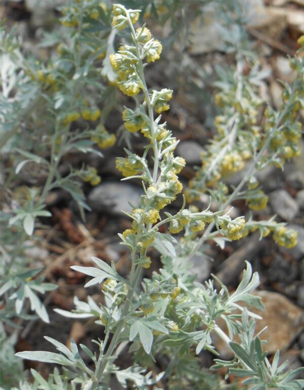Artemisia absinthium - Absintalsem