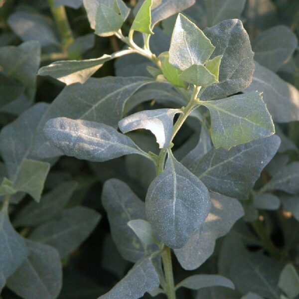 Atriplex halimus / Zeemelde