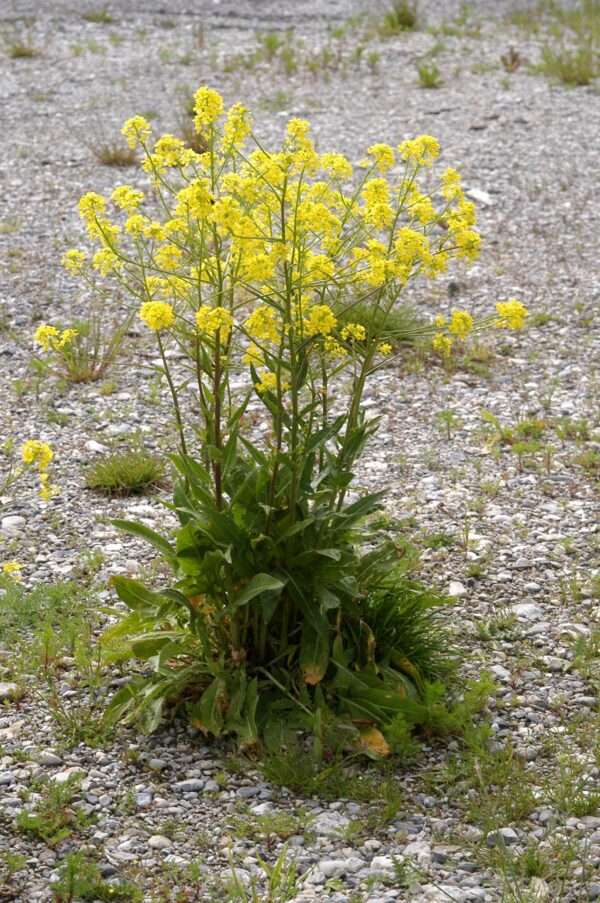 Bunias orientalis / Grote hardvrucht