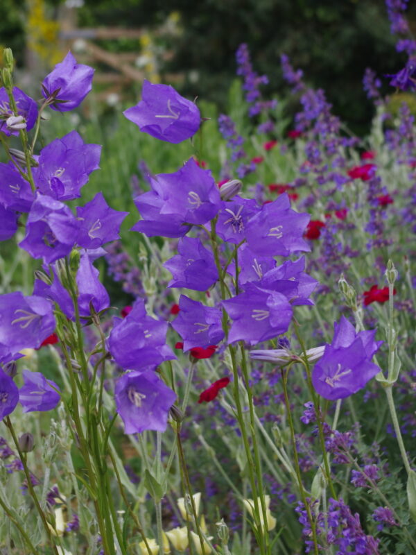 Campanula persicifolia / Prachtklokje