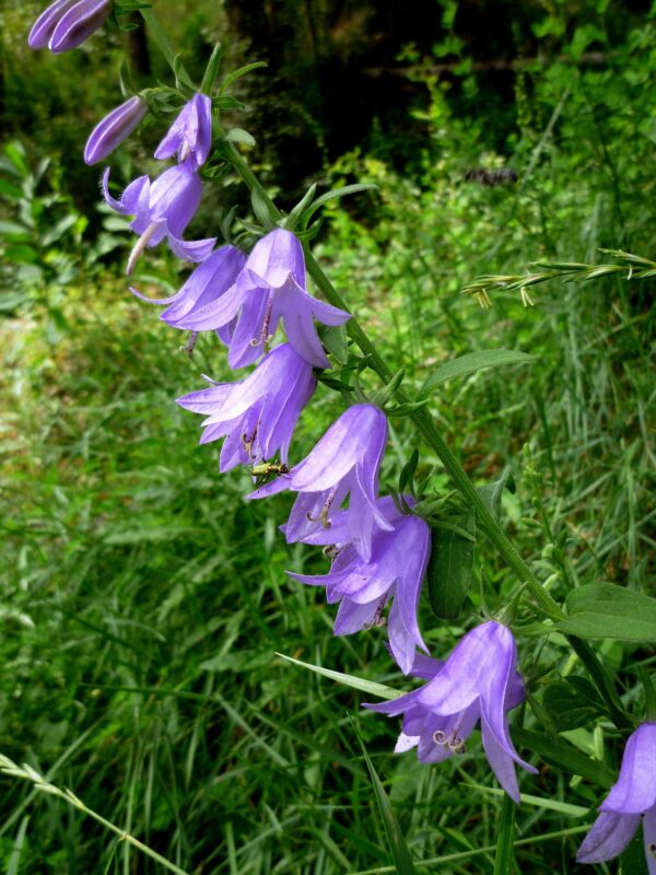 Campanula elegans - rapunculoïdes / Akkerklokje
