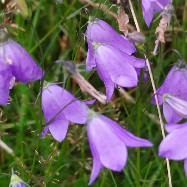Campanula rotundifolia / Grasklokje