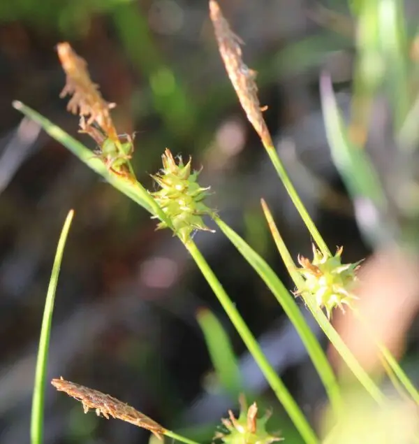 Carex demissa / Geelgroene zegge