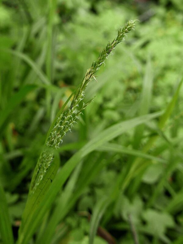 Carex strigosa / Slanke Zegge
