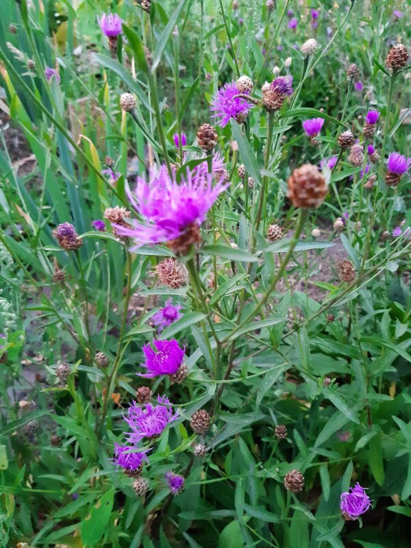 Centaurea jacea / Knoopkruid