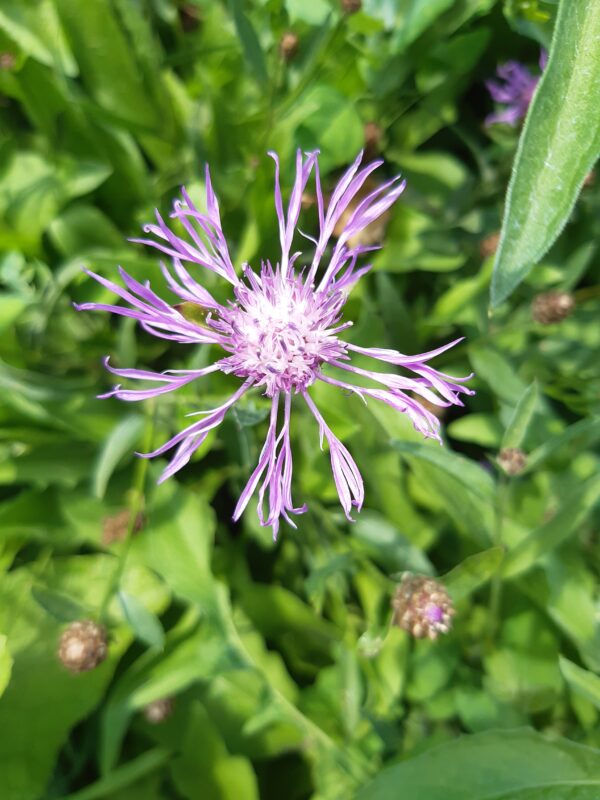 Centaurea scabiosa / Grote Centaurie
