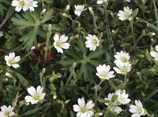 Cerastium arvense / Akkerhoornbloem