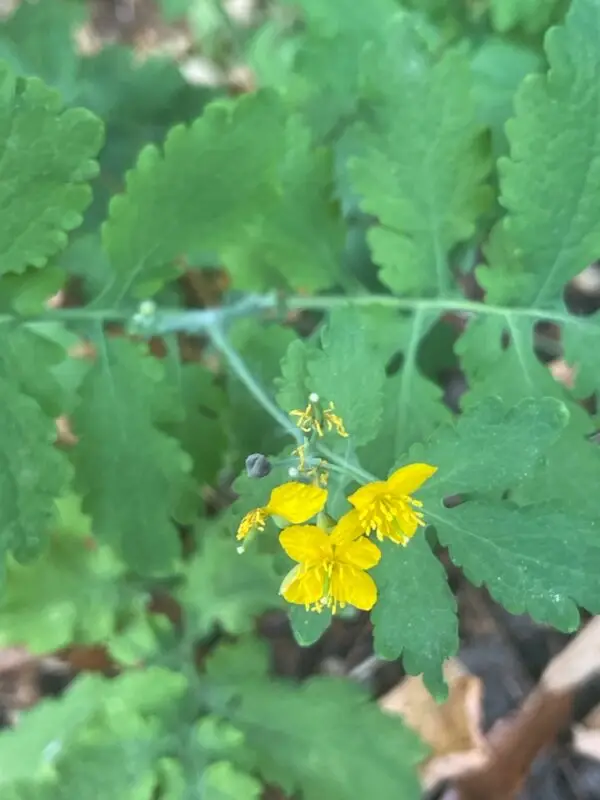 Chelidonium majus / Stinkende gouwe