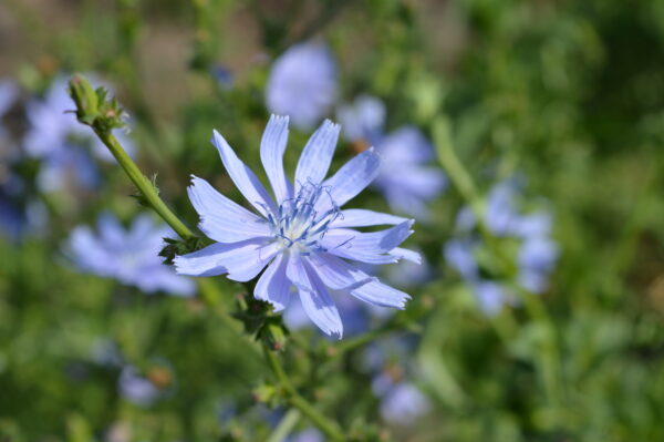 Cichorium intybus / Wilde cichorei
