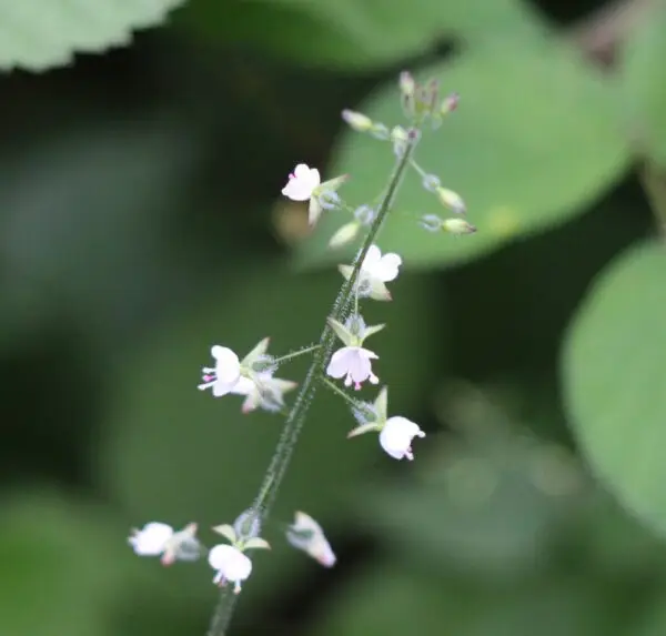 Circaea lutetiana / Groot Heksenkruid