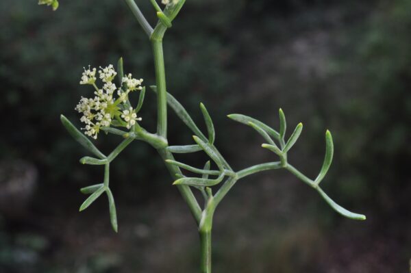 Crithmum maritimum / Zeevenkel