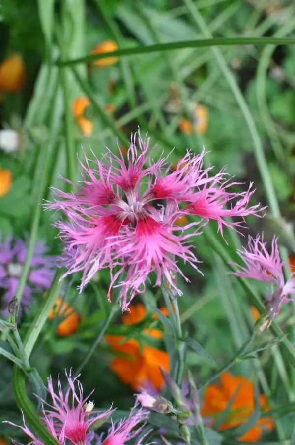 Dianthus plumarius ' Rainbow loveliness ' / Grasanjer ' Rainbow loveliness '