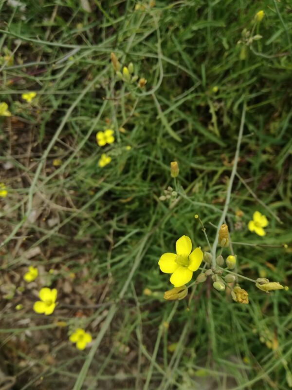 Diplotaxis tenuifolia / Grote zandkool of Wilde rucola