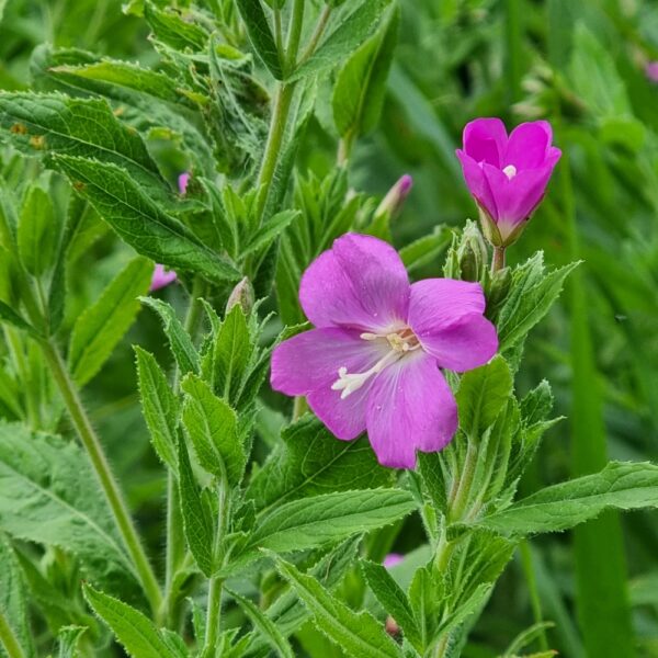 Epilobium hirsitum / Harig wilgenroosje