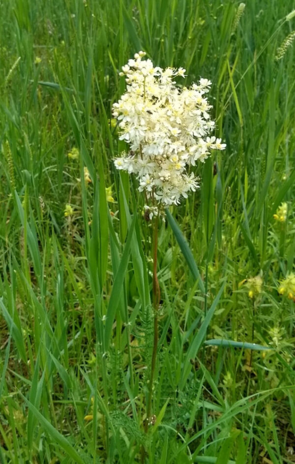 Filipendula vulgaris / Knolspirea