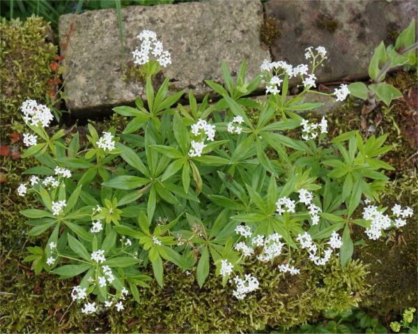 Galium odoratum / Lievevrouwebedstro