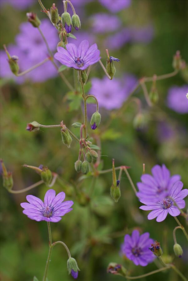 Geranium pyrenaicum / Bermooievaarsbek
