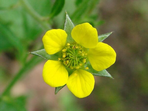 Geum urbanum / Geel nagelkruid