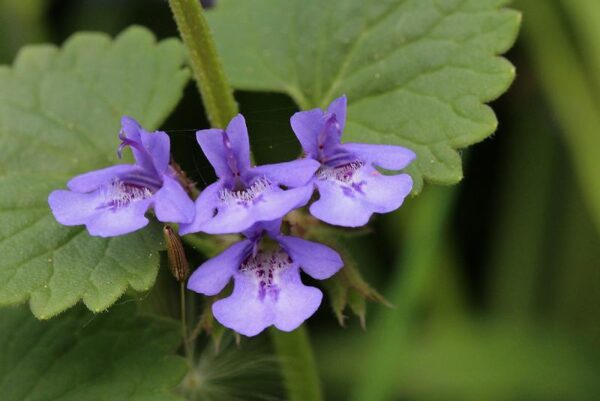 Glechoma hederacea / Hondsdraf