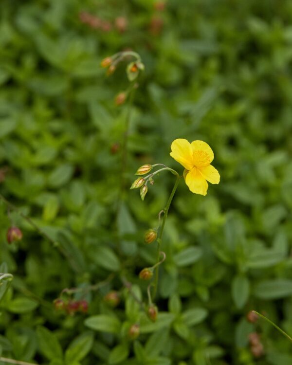Helianthemum nummularium / Geel zonneroosje