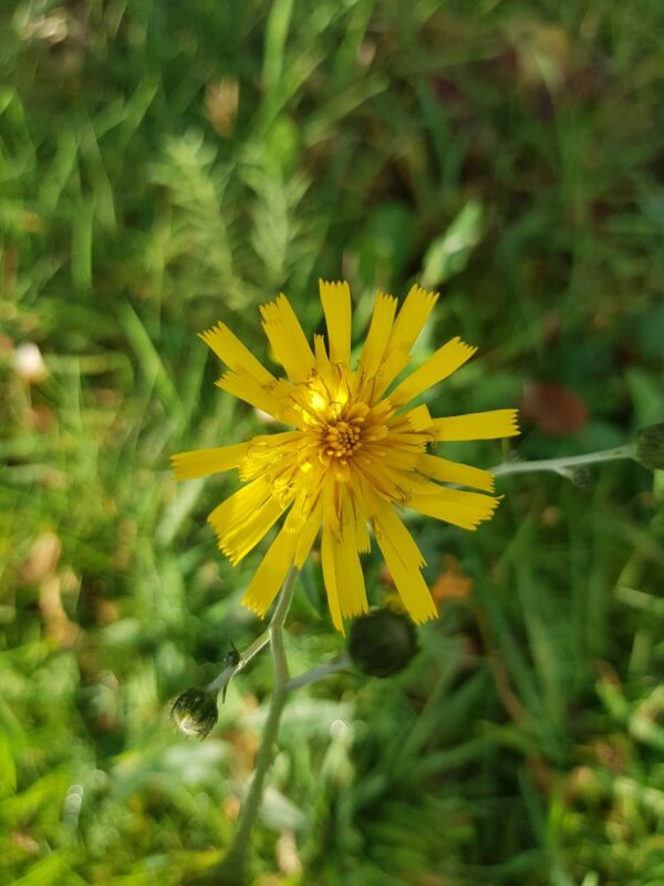 Hieracium laevigatum / Stijf havikskruid