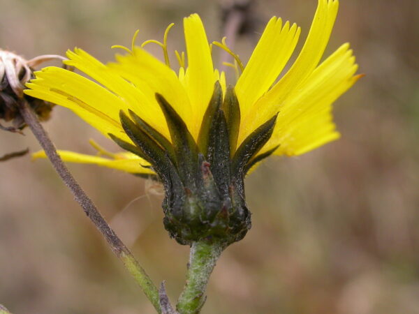 Hieracium sectie sabauda / Boshavikskruid