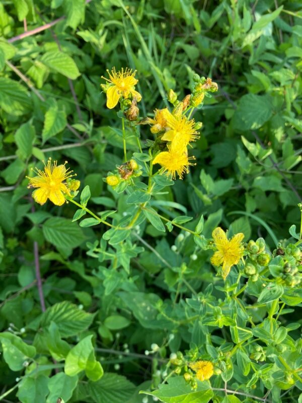 Hypericum maculata / Kantig hertshooi