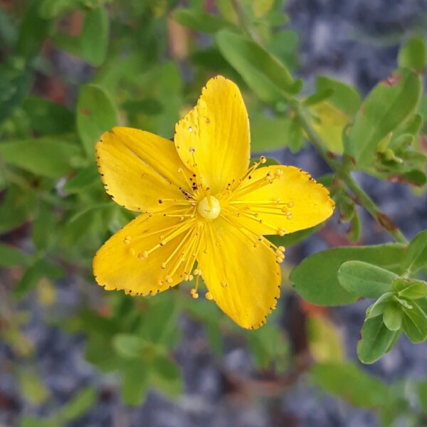 Hypericum perforatum / Sint - Janskruid