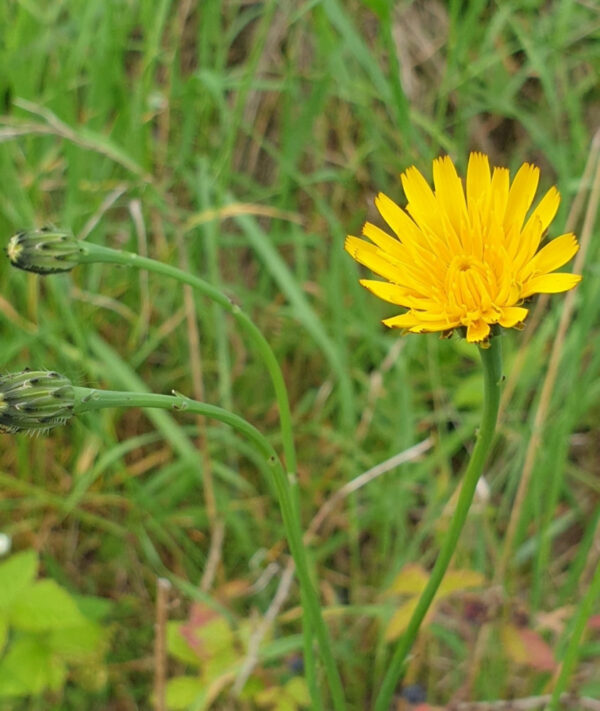 Hypochaeris radicata / Gewoon biggenkruid