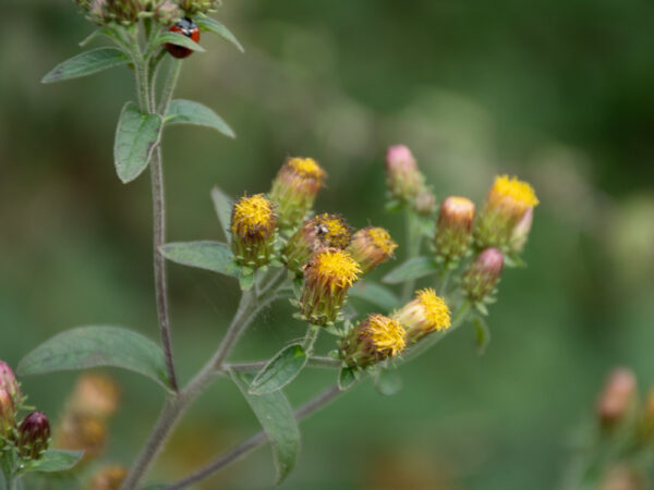 Inula conyzae / Donderkruid