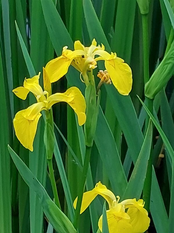 Iris pseudacorus / Gele lis
