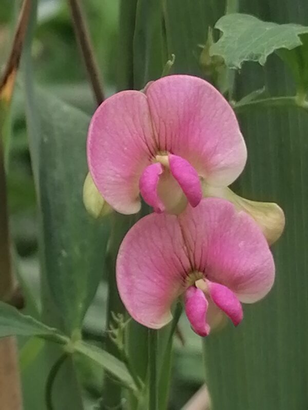 Lathyrus sylvestris / Boslathyrus