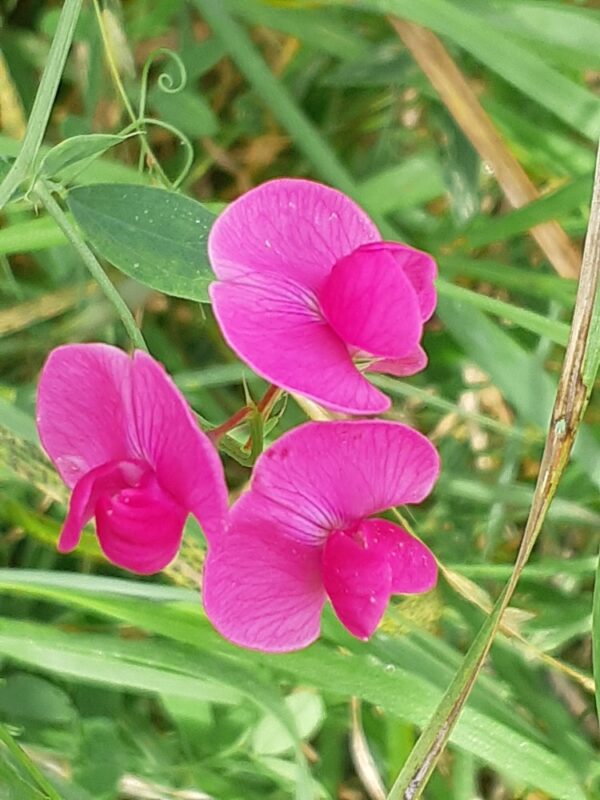 Lathyrus tuberosus / Aardakker