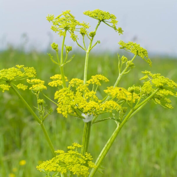 Levisticum officinale / Lavas
