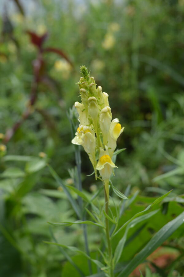 Linaria vulgaris -  Vlas ( leeuwen ) bekje