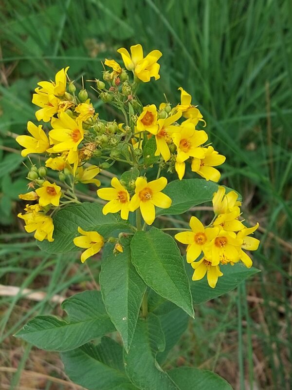 Lysimachia vulgaris / Grote wederik