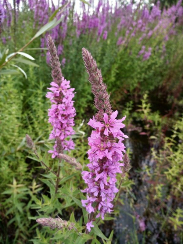 Lythrum salicaria / Grote kattenstaart