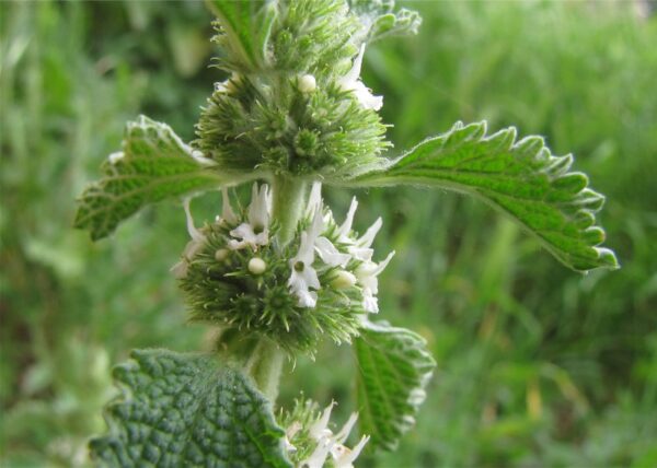 Marrubium vulgare / Malrove